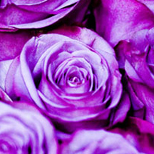 特惠促销的攻击网站在线工具